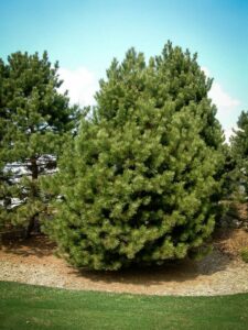 Сосна Чёрная (Pinus Nigra) купить по цене от 270.00р. в интернет-магазине «Посадика» с доставкой почтой в в Судаке и по всей России – [изображение №1].