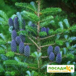 Пихта корейская (Abies koreana) купить по цене от 450.00р. в интернет-магазине «Посадика» с доставкой почтой в в Судаке и по всей России – [изображение №1].