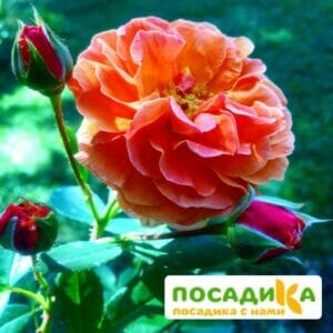 Роза Арабия купить по цене от 350.00р. в интернет-магазине «Посадика» с доставкой почтой в в Судаке и по всей России – [изображение №1].