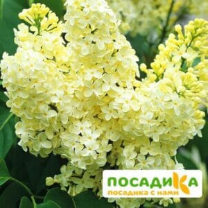 Сирень Примроуз (Primrose) купить по цене от 529.00р. в интернет-магазине «Посадика» с доставкой почтой в в Судаке и по всей России – [изображение №1].