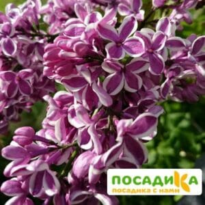 Сирень Сенсация купить по цене от 529.00р. в интернет-магазине «Посадика» с доставкой почтой в в Судаке и по всей России – [изображение №1].