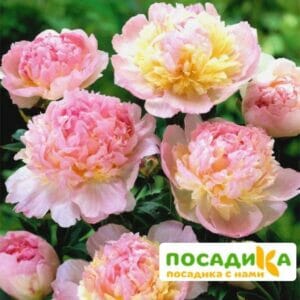 Пион Распберри Сандей (Paeonia Raspberry Sundae) купить по цене от 959р. в интернет-магазине «Посадика» с доставкой почтой в в Судаке и по всей России – [изображение №1].