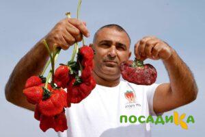 Клубника Гигант Джорнея купить по цене от 266р. в интернет-магазине «Посадика» с доставкой почтой в в Судаке и по всей России – [изображение №1].