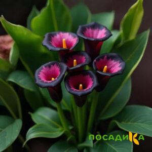 Калла Аура Лейс купить по цене от 400р. в интернет-магазине «Посадика» с доставкой почтой в в Судаке и по всей России – [изображение №1].