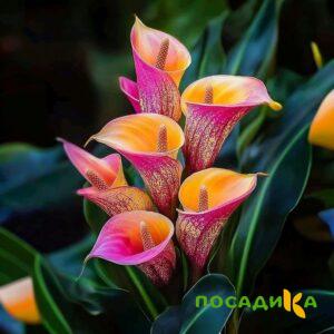 Калла Оникс купить по цене от 450р. в интернет-магазине «Посадика» с доставкой почтой в в Судаке и по всей России – [изображение №1].