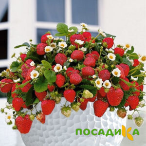 Клубника Рубиновый Шепот (горшечная) купить по цене от 240р. в интернет-магазине «Посадика» с доставкой почтой в в Судаке и по всей России – [изображение №1].