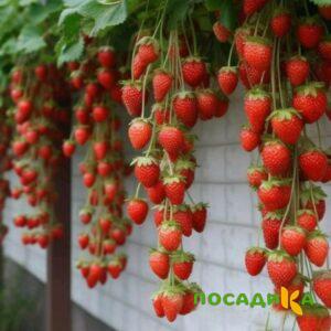 Клубника вьющаяся Комплимент купить по цене от 470р. в интернет-магазине «Посадика» с доставкой почтой в в Судаке и по всей России – [изображение №1].