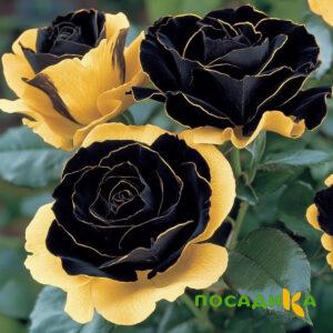 Роза Ханни Сикл купить по цене от 700р. в интернет-магазине «Посадика» с доставкой почтой в в Судаке и по всей России – [изображение №1].