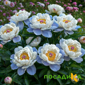 Пион акварельный Этюд купить по цене от 806р. в интернет-магазине «Посадика» с доставкой почтой в в Судаке и по всей России – [изображение №1].