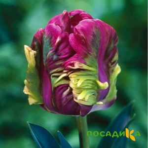 Тюльпан Экзотик Хэвен купить по цене от 186р. в интернет-магазине «Посадика» с доставкой почтой в в Судаке и по всей России – [изображение №1].